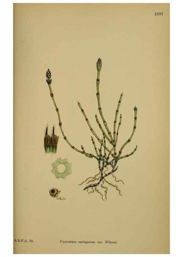 Reproducción/Reproduction 48750017803: English botany, or, Coloured figures of British plants /. London :R. Hardwicke,1863-1886.. 