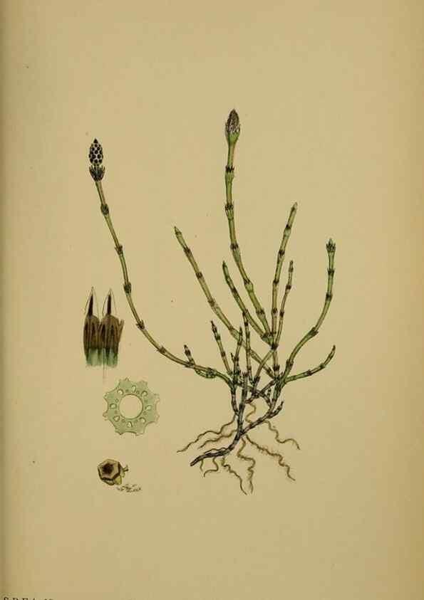 Reproducción/Reproduction 48750017803: English botany, or, Coloured figures of British plants /. London :R. Hardwicke,1863-1886.. 