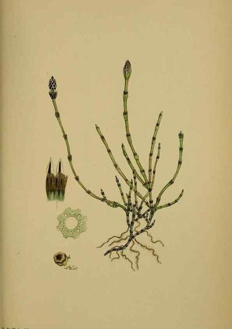 Reproducción/Reproduction 48750017803: English botany, or, Coloured figures of British plants /. London :R. Hardwicke,1863-1886.. 