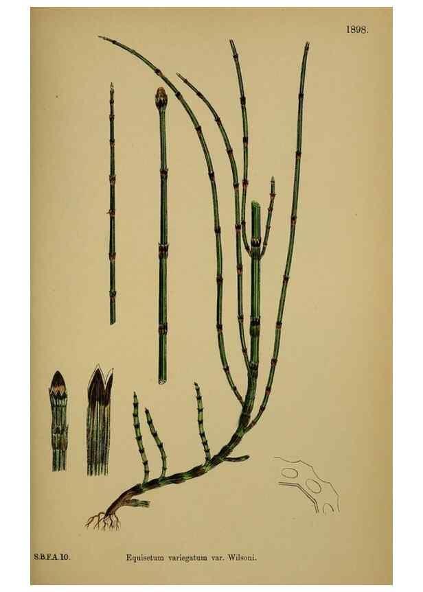 Reproducción/Reproduction 48750344906: English botany, or, Coloured figures of British plants /. London :R. Hardwicke,1863-1886.. 