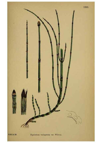 Reproducción/Reproduction 48750344906: English botany, or, Coloured figures of British plants /. London :R. Hardwicke,1863-1886.. 