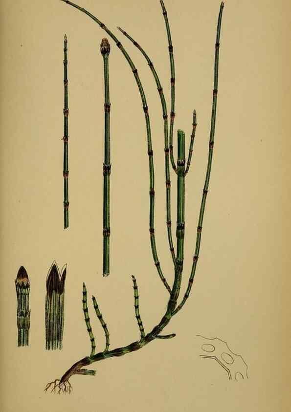 Reproducción/Reproduction 48750344906: English botany, or, Coloured figures of British plants /. London :R. Hardwicke,1863-1886.. 