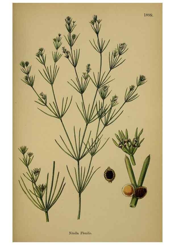 Reproducción/Reproduction 48750018423: English botany, or, Coloured figures of British plants /. London :R. Hardwicke,1863-1886.. 