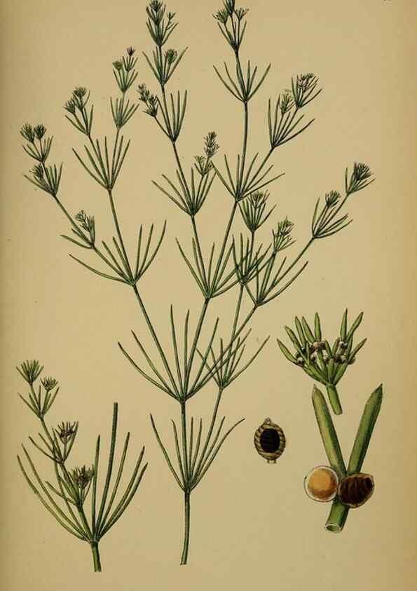 Reproducción/Reproduction 48750018423: English botany, or, Coloured figures of British plants /. London :R. Hardwicke,1863-1886.. 