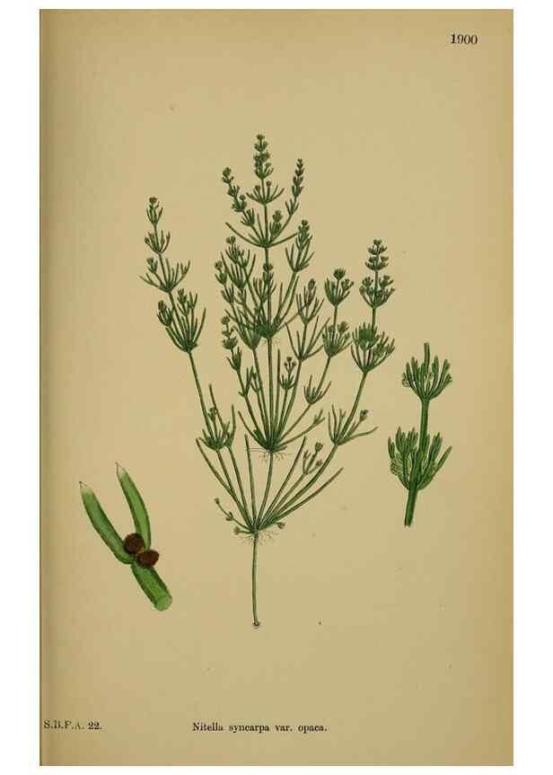 Reproducción/Reproduction 48750018688: English botany, or, Coloured figures of British plants /. London :R. Hardwicke,1863-1886.. 