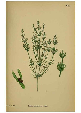 Reproducción/Reproduction 48750018688: English botany, or, Coloured figures of British plants /. London :R. Hardwicke,1863-1886.. 