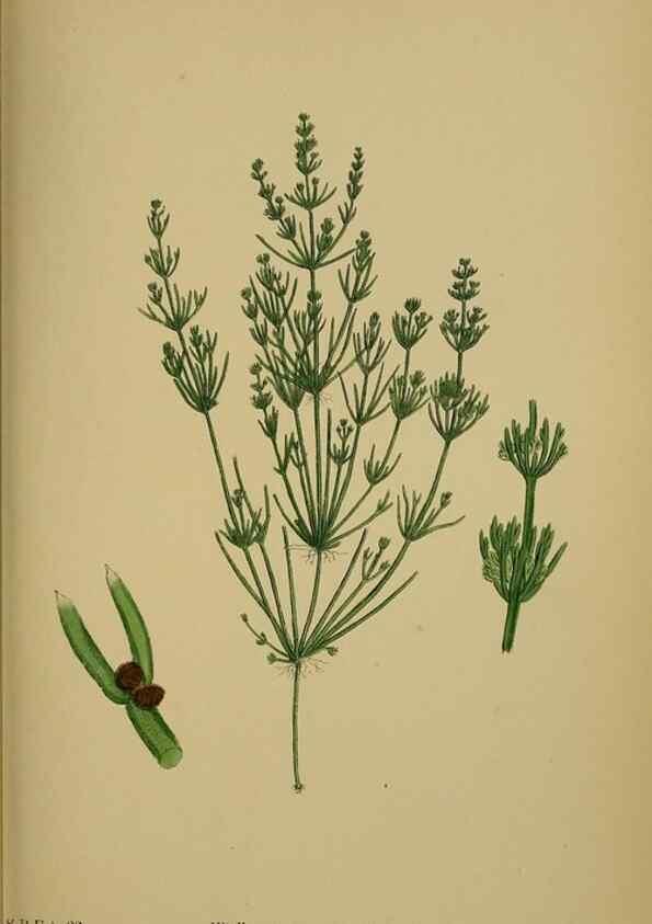 Reproducción/Reproduction 48750018688: English botany, or, Coloured figures of British plants /. London :R. Hardwicke,1863-1886.. 