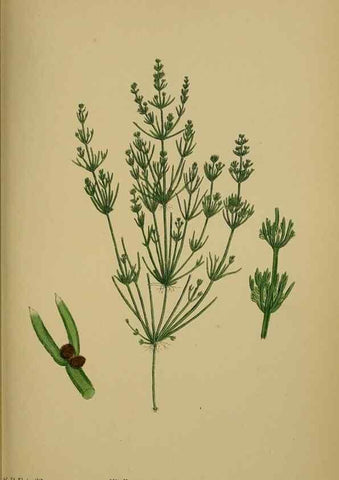 Reproducción/Reproduction 48750018688: English botany, or, Coloured figures of British plants /. London :R. Hardwicke,1863-1886.. 