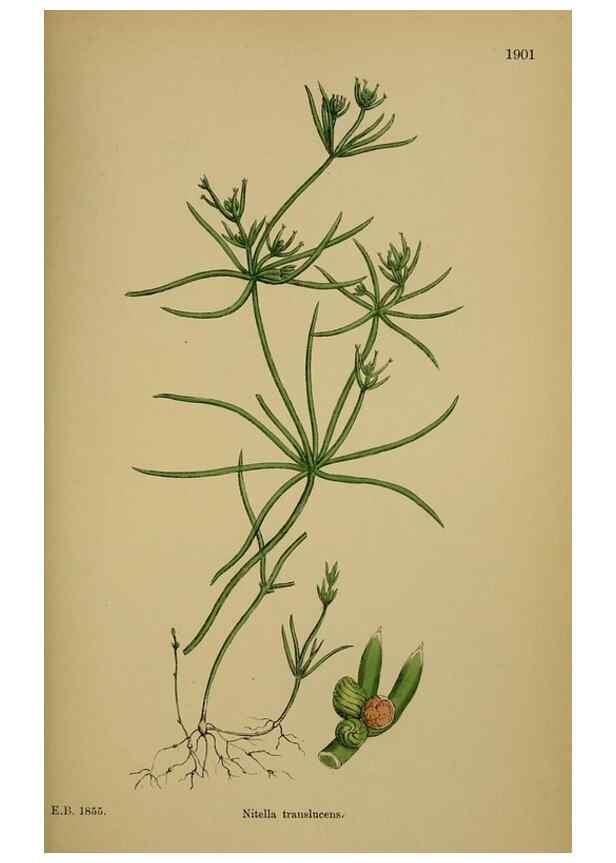 Reproducción/Reproduction 48750018978: English botany, or, Coloured figures of British plants /. London :R. Hardwicke,1863-1886.. 
