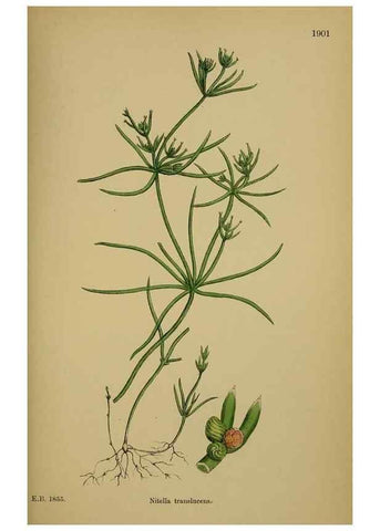 Reproducción/Reproduction 48750018978: English botany, or, Coloured figures of British plants /. London :R. Hardwicke,1863-1886.. 