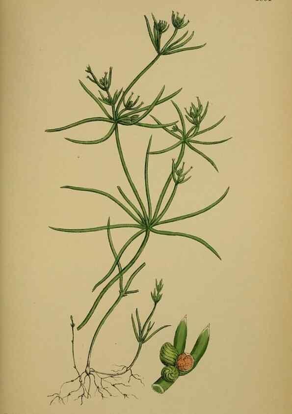 Reproducción/Reproduction 48750018978: English botany, or, Coloured figures of British plants /. London :R. Hardwicke,1863-1886.. 