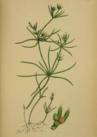 Reproducción/Reproduction 48750018978: English botany, or, Coloured figures of British plants /. London :R. Hardwicke,1863-1886.. 