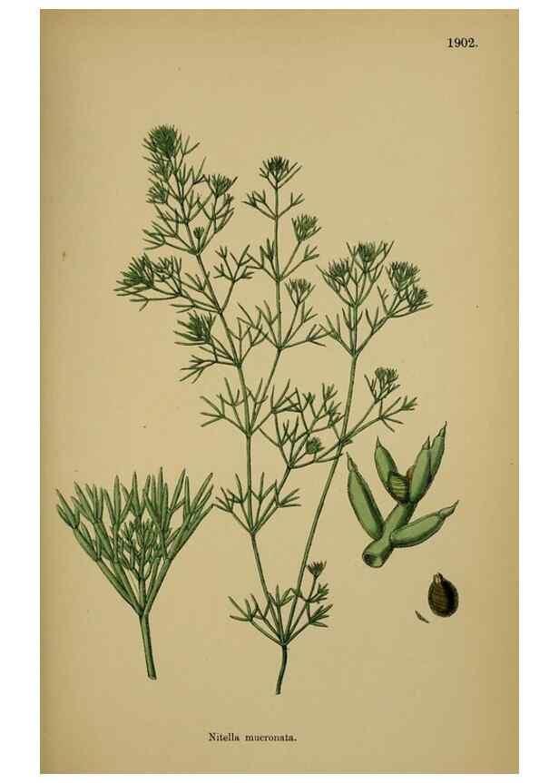 Reproducción/Reproduction 48750346331: English botany, or, Coloured figures of British plants /. London :R. Hardwicke,1863-1886.. 
