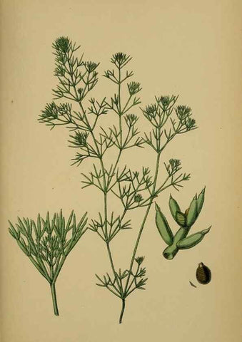 Reproducción/Reproduction 48750346331: English botany, or, Coloured figures of British plants /. London :R. Hardwicke,1863-1886.. 