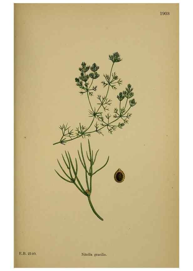 Reproducción/Reproduction 48750535497: English botany, or, Coloured figures of British plants /. London :R. Hardwicke,1863-1886.. 