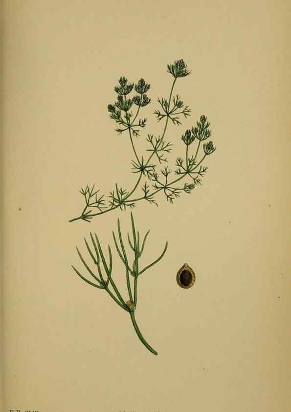 Reproducción/Reproduction 48750535497: English botany, or, Coloured figures of British plants /. London :R. Hardwicke,1863-1886.. 