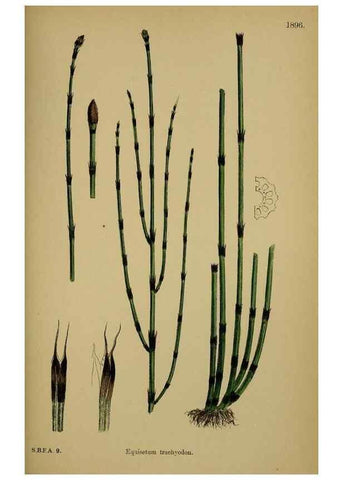 Reproducción/Reproduction 48750533532: English botany, or, Coloured figures of British plants /. London :R. Hardwicke,1863-1886.. 