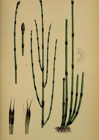 Reproducción/Reproduction 48750533532: English botany, or, Coloured figures of British plants /. London :R. Hardwicke,1863-1886.. 