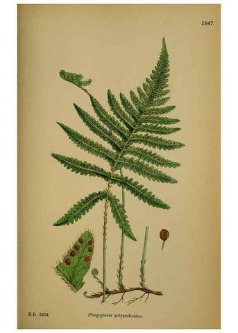 Reproducción/Reproduction 48750497852: English botany, or, Coloured figures of British plants /. London :R. Hardwicke,1863-1886.. 