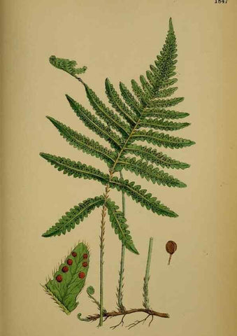 Reproducción/Reproduction 48750497852: English botany, or, Coloured figures of British plants /. London :R. Hardwicke,1863-1886.. 