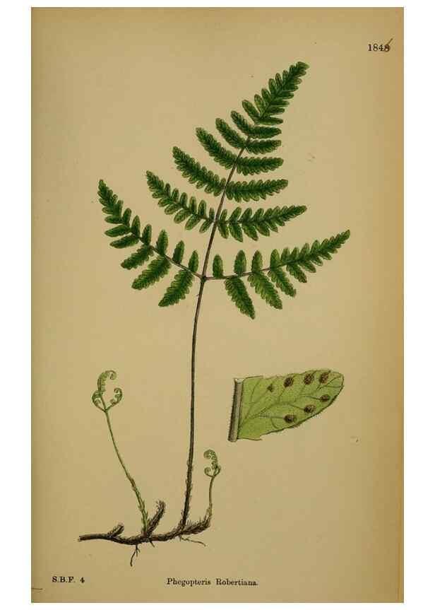 Reproducción/Reproduction 48750497592: English botany, or, Coloured figures of British plants /. London :R. Hardwicke,1863-1886.. 