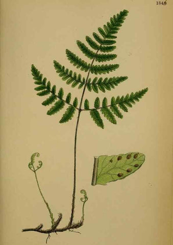 Reproducción/Reproduction 48750497592: English botany, or, Coloured figures of British plants /. London :R. Hardwicke,1863-1886.. 