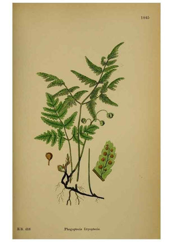 Reproducción/Reproduction 48750308211: English botany, or, Coloured figures of British plants /. London :R. Hardwicke,1863-1886.. 