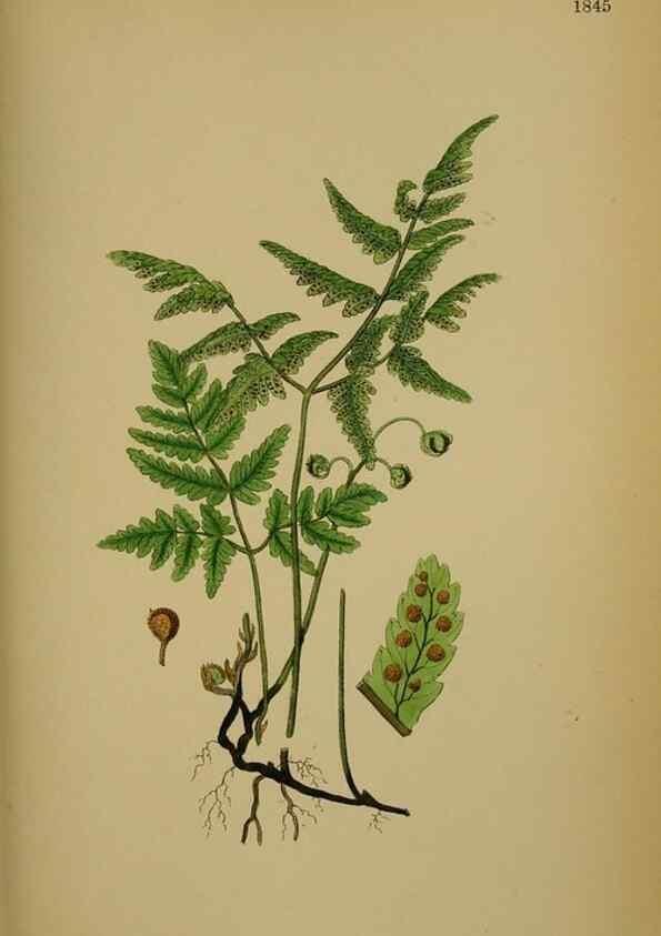 Reproducción/Reproduction 48750308211: English botany, or, Coloured figures of British plants /. London :R. Hardwicke,1863-1886.. 