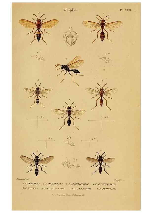 Reproducción/Reproduction 48748952148: Études sur la famille des vespides /. Paris :V. Masson ;1852-1858.. 
