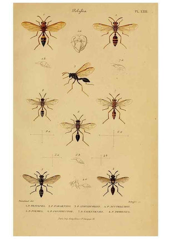 Reproducción/Reproduction 48748952148: Études sur la famille des vespides /. Paris :V. Masson ;1852-1858.. 