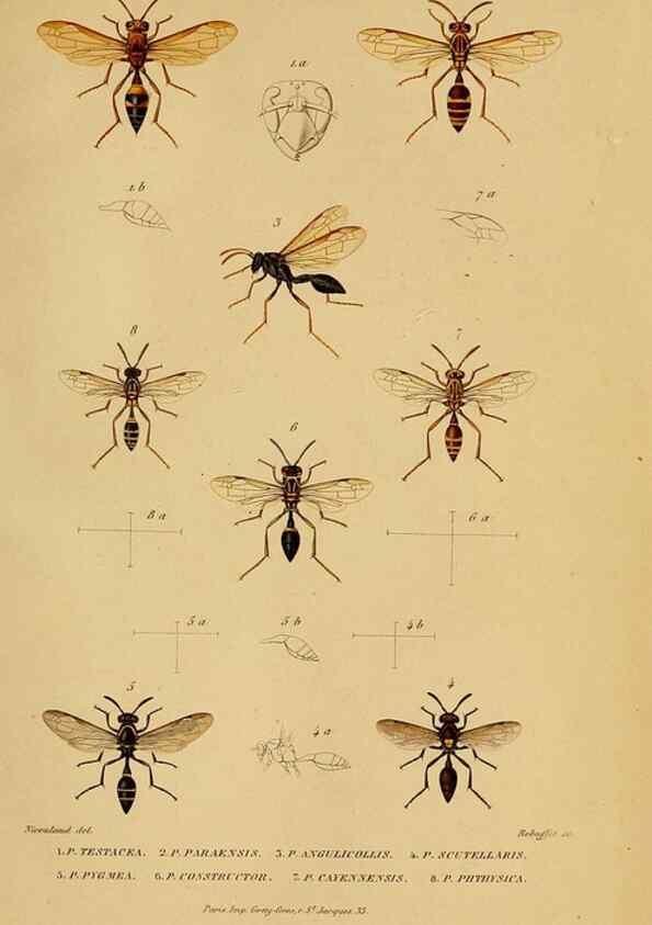 Reproducción/Reproduction 48748952148: Études sur la famille des vespides /. Paris :V. Masson ;1852-1858.. 