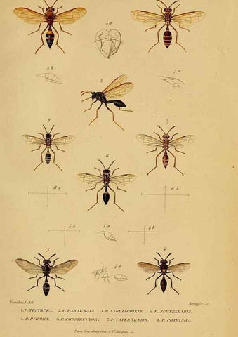 Reproducción/Reproduction 48748952148: Études sur la famille des vespides /. Paris :V. Masson ;1852-1858.. 