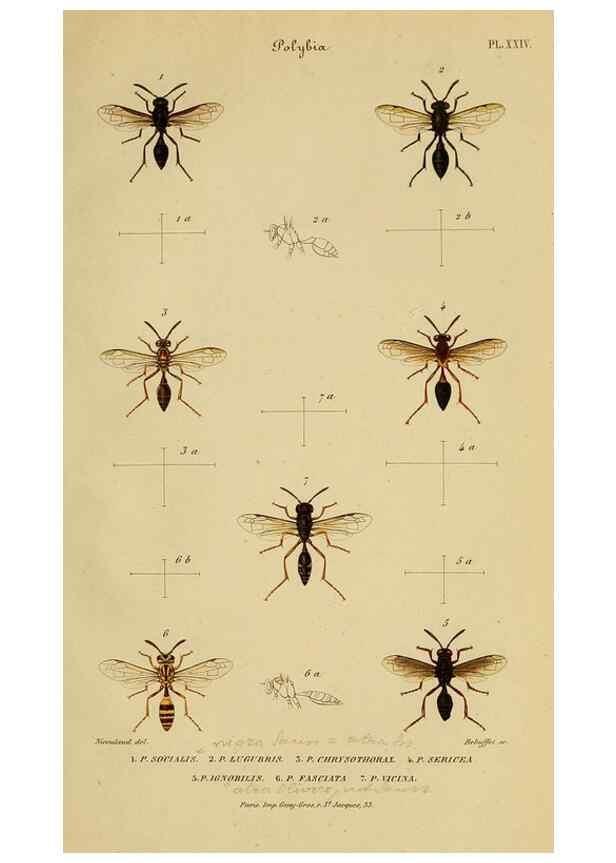 Reproducción/Reproduction 48749286231: Études sur la famille des vespides /. Paris :V. Masson ;1852-1858.. 