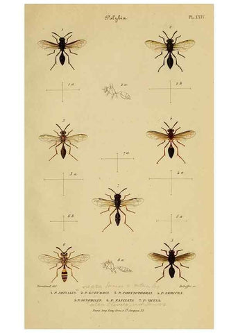 Reproducción/Reproduction 48749286231: Études sur la famille des vespides /. Paris :V. Masson ;1852-1858.. 