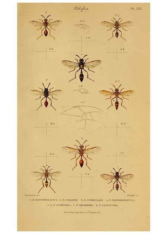 Reproducción/Reproduction 48749286681: Études sur la famille des vespides /. Paris :V. Masson ;1852-1858.. 