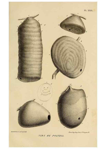 Reproducción/Reproduction 48748954123: Études sur la famille des vespides /. Paris :V. Masson ;1852-1858.. 