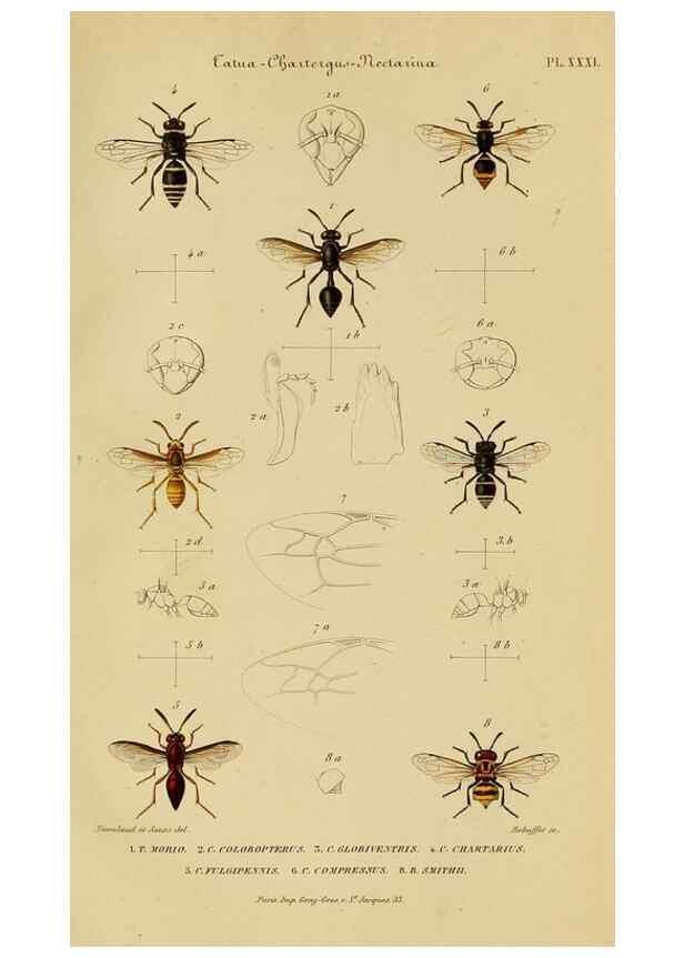 Reproducción/Reproduction 48749469772: Études sur la famille des vespides /. Paris :V. Masson ;1852-1858.. 