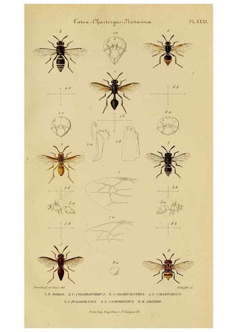 Reproducción/Reproduction 48749469772: Études sur la famille des vespides /. Paris :V. Masson ;1852-1858.. 