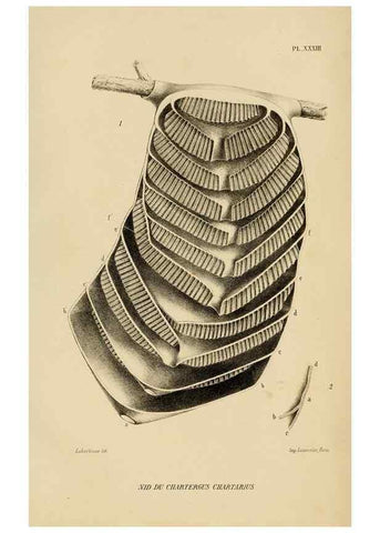Reproducción/Reproduction 48748955593: Études sur la famille des vespides /. Paris :V. Masson ;1852-1858.. 