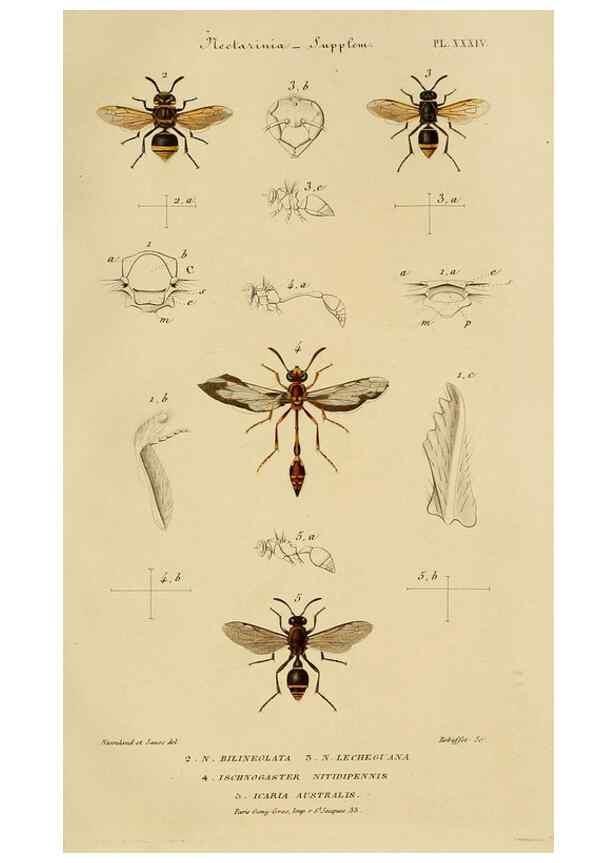 Reproducción/Reproduction 48749470567: Études sur la famille des vespides /. Paris :V. Masson ;1852-1858.. 