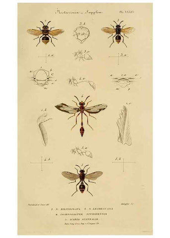 Reproducción/Reproduction 48749470567: Études sur la famille des vespides /. Paris :V. Masson ;1852-1858.. 