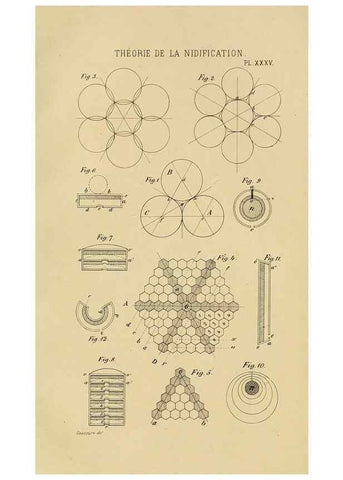 Reproducción/Reproduction 48748956173: Études sur la famille des vespides /. Paris :V. Masson ;1852-1858.. 