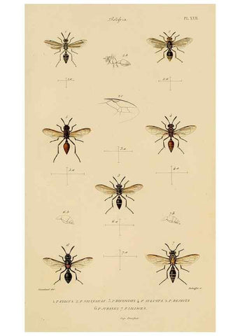 Reproducción/Reproduction 48749466537: Études sur la famille des vespides /. Paris :V. Masson ;1852-1858.. 