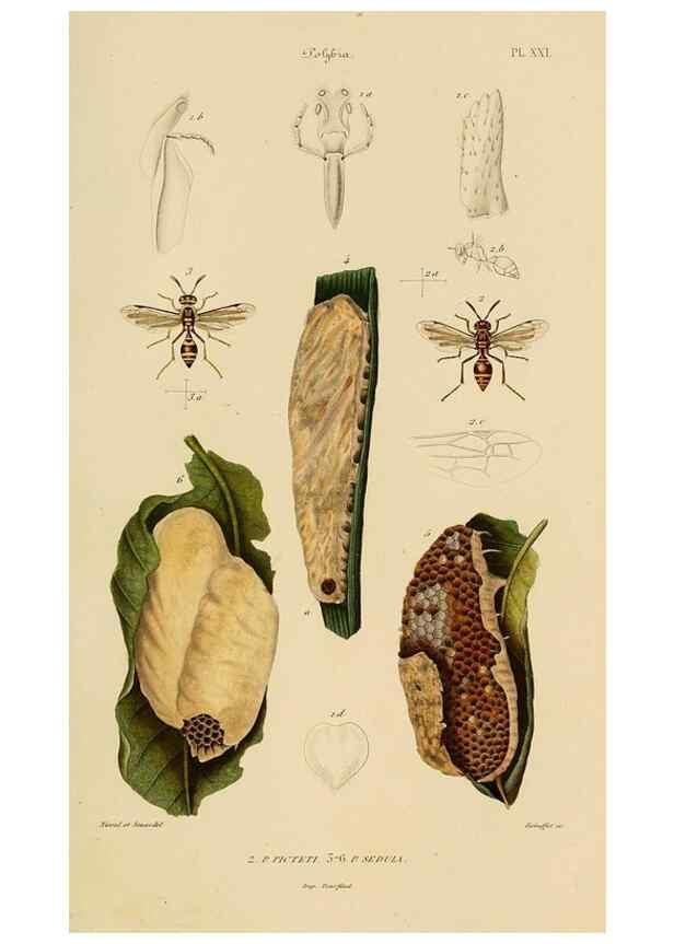 Reproducción/Reproduction 48748951423: Études sur la famille des vespides /. Paris :V. Masson ;1852-1858.. 
