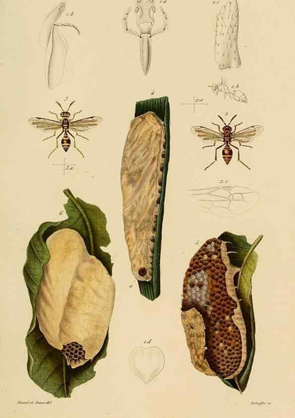 Reproducción/Reproduction 48748951423: Études sur la famille des vespides /. Paris :V. Masson ;1852-1858.. 