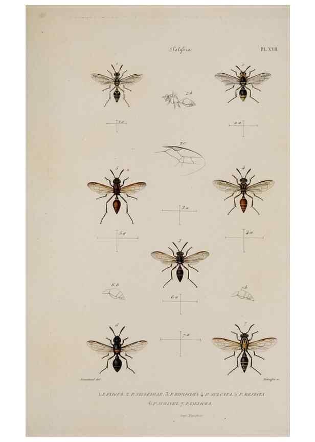 Reproducción/Reproduction 48749287362: Études sur la famille des vespides /. Paris :V. Masson ;1852-1858.. 