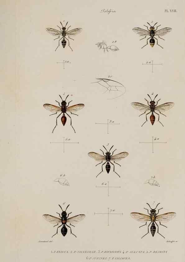 Reproducción/Reproduction 48749287362: Études sur la famille des vespides /. Paris :V. Masson ;1852-1858.. 