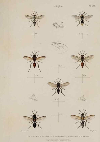 Reproducción/Reproduction 48749287362: Études sur la famille des vespides /. Paris :V. Masson ;1852-1858.. 