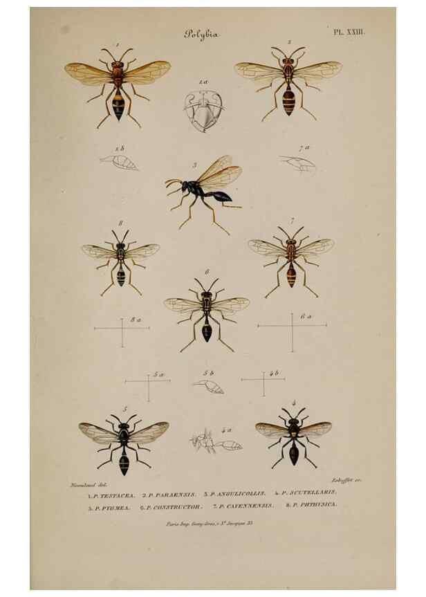 Reproducción/Reproduction 48748773548: Études sur la famille des vespides /. Paris :V. Masson ;1852-1858.. 