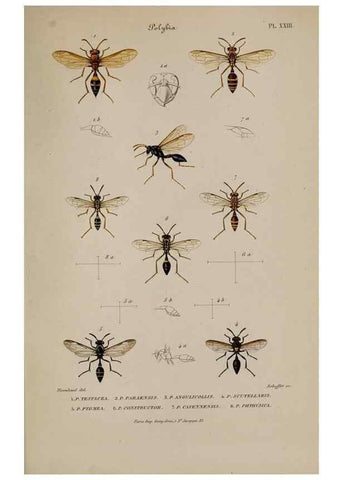 Reproducción/Reproduction 48748773548: Études sur la famille des vespides /. Paris :V. Masson ;1852-1858.. 